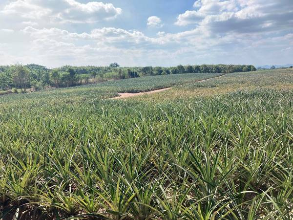 ขายที่ดินหัวหิน 10 ไร่ ฮวงจุ้ยดีมาก อ.หัวหิน จ.ประจวบคีรีขันธ์ ด้านหน้าติดถนน